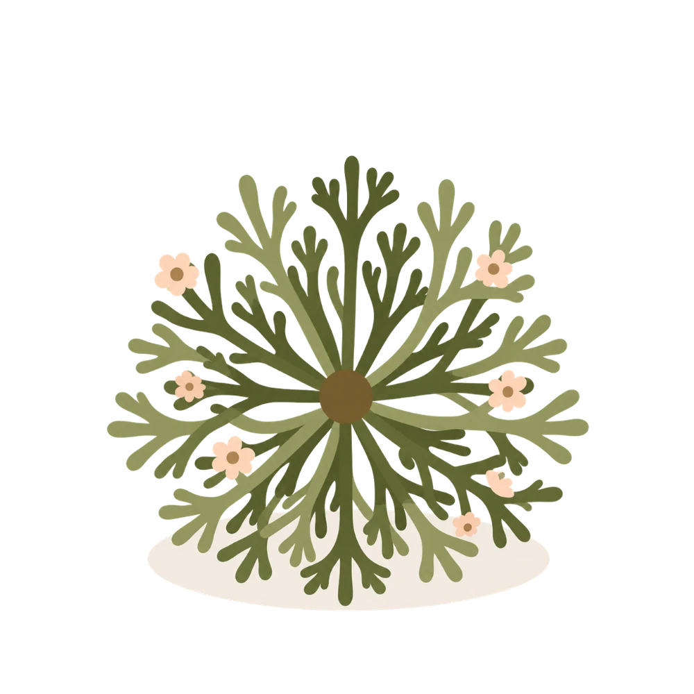 The rose of Jericho, a resurrection plant, shown as an open green rosette of branching fronds with small pale blossoms.