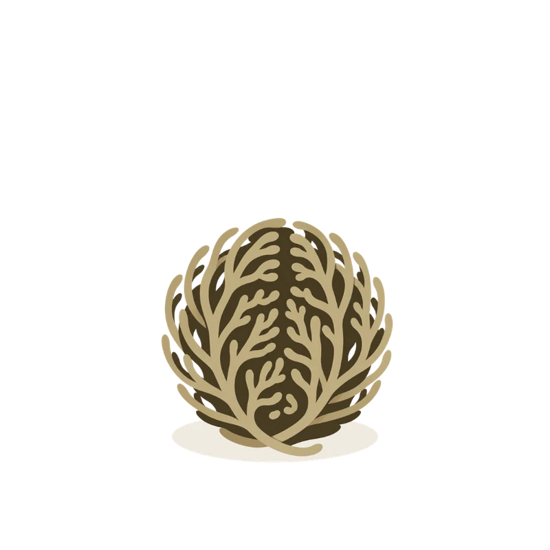 The plant in drought: fronds curled tightly inward into a dry tan and brown ball.
