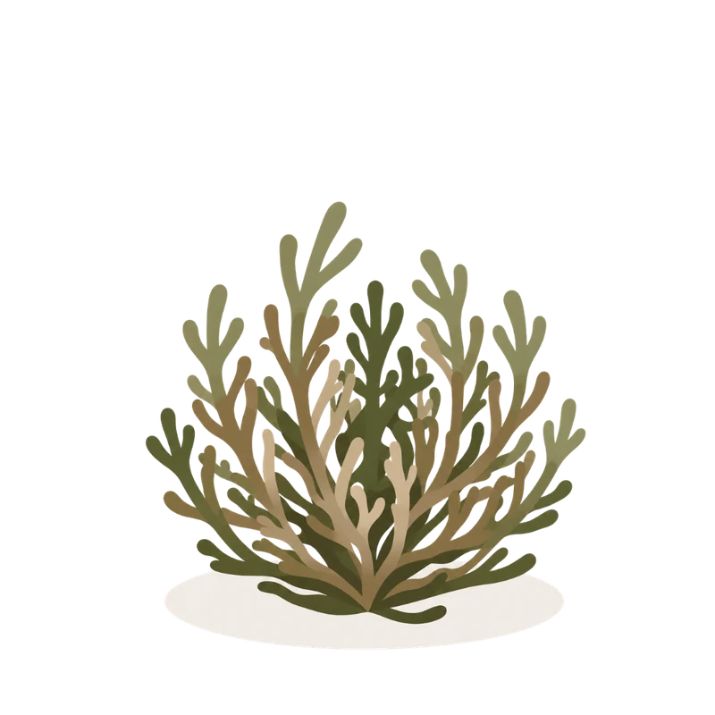 The plant waking: fronds standing upright, half tan and half green.