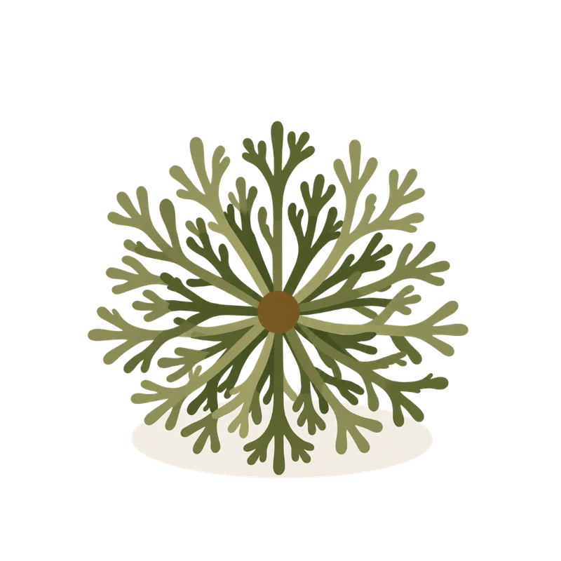 The plant greening: an open radial rosette of green fronds around a brown centre.