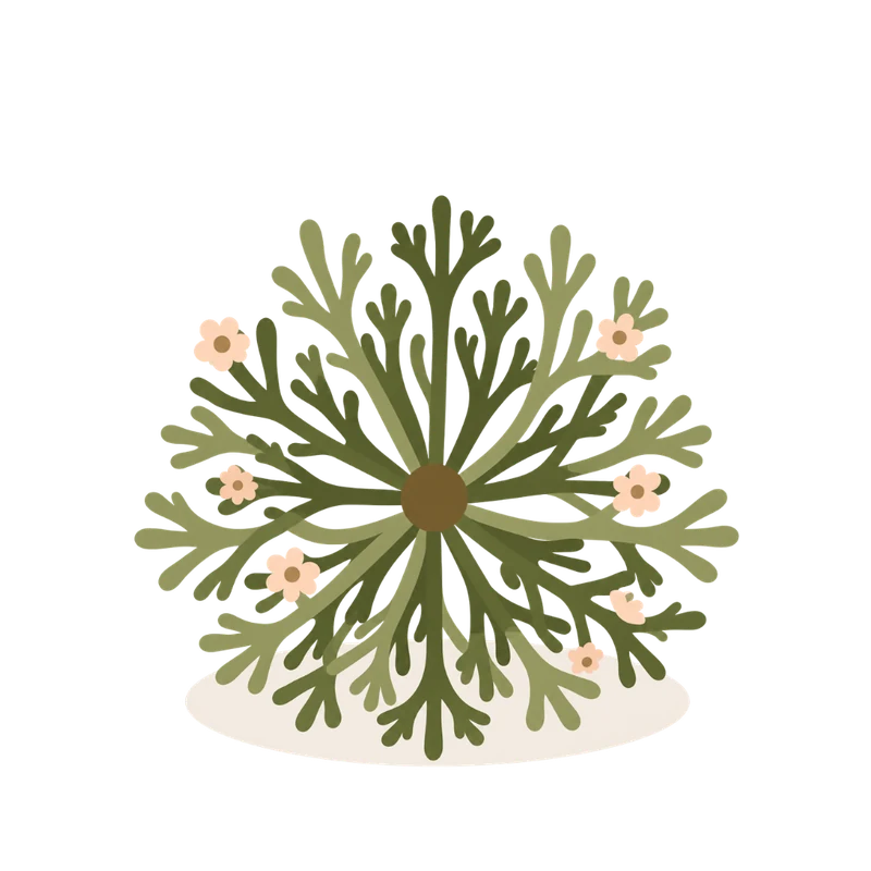 The plant unfurled: the open green rosette carrying small pale blossoms.